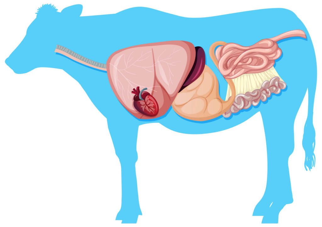 카니보어 다이어트에서는 동물의 장기 섭취를 권장한다. 오메가3가 풍부하기 때문이다. 소의 장기 이미지. 작가 brgfx 출처 Freepik