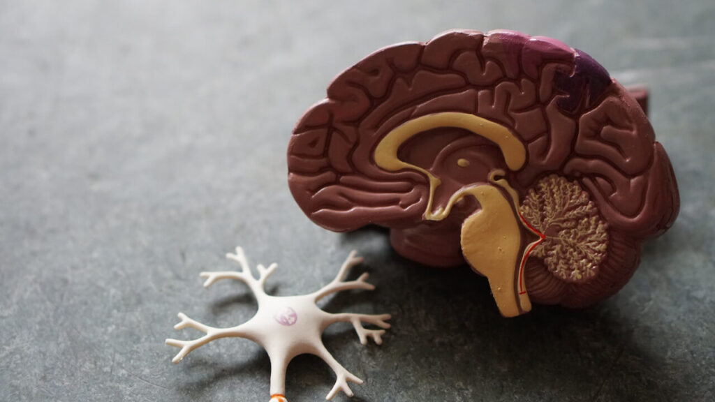 뇌와 신경 세포 모형 이미지.