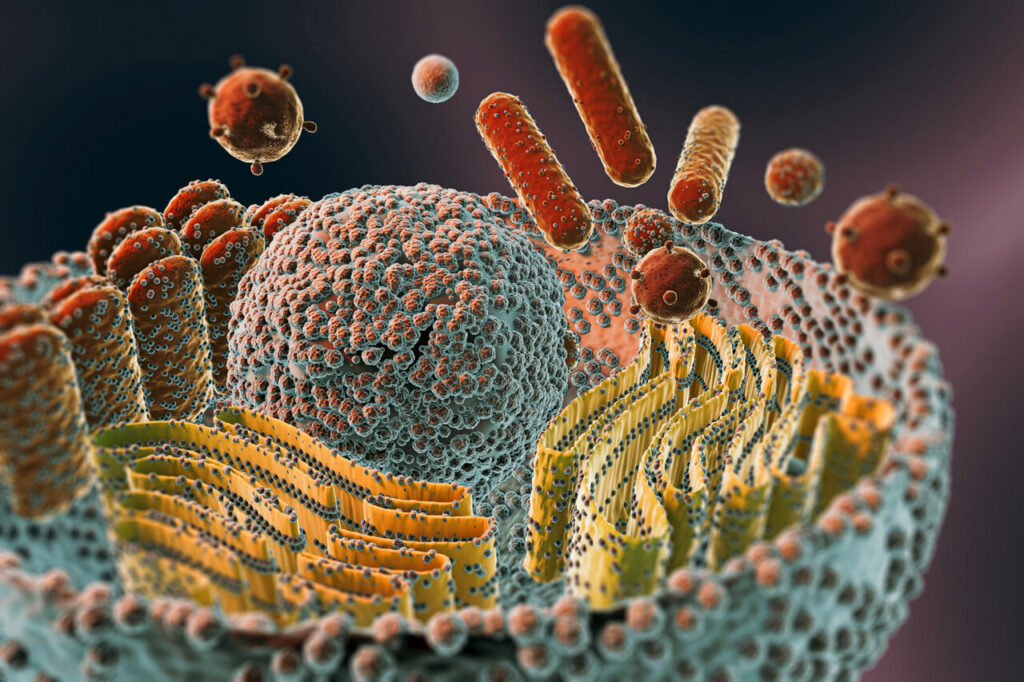 세포(cell)를 3D로 표현한 이미지. 세포 핵, 미토콘드리아, 리보솜, 리소좀 등을 포함한 이미지. 출처 freepik